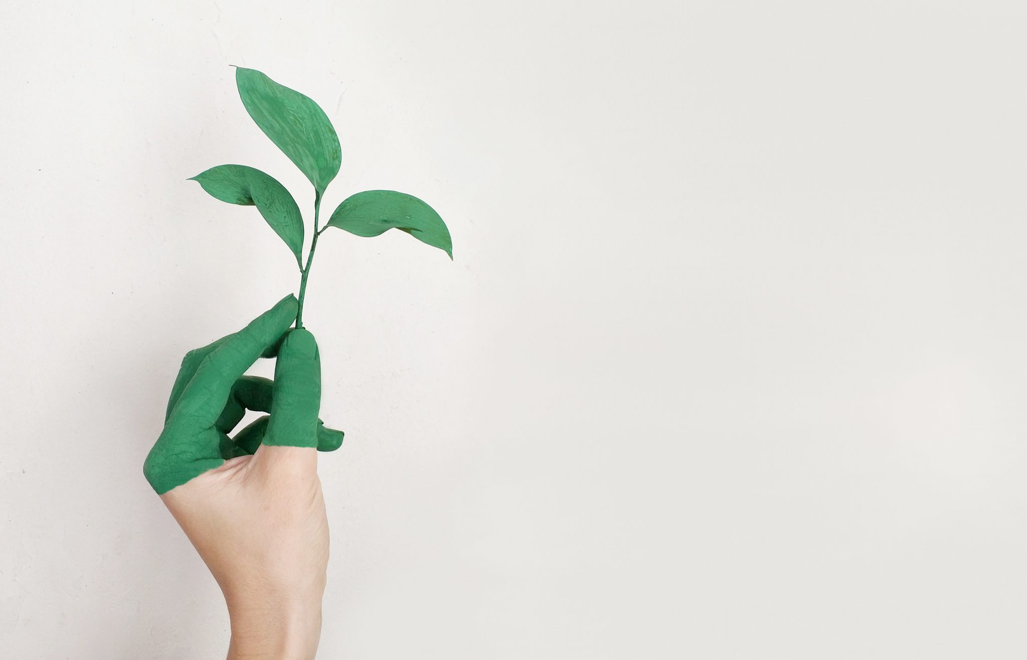 Main tenant une plante verte par l'agence de développement web éco-responsable à Reims et Paris